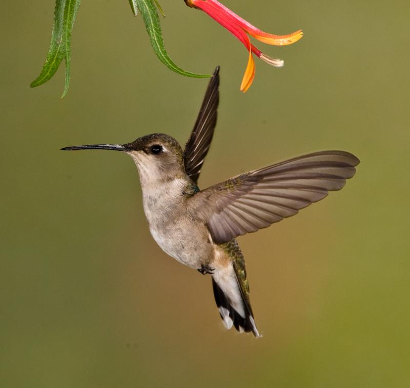 Alpine Hummingbirds-8583 - UNTITLED ©2009 Dan Stevenson